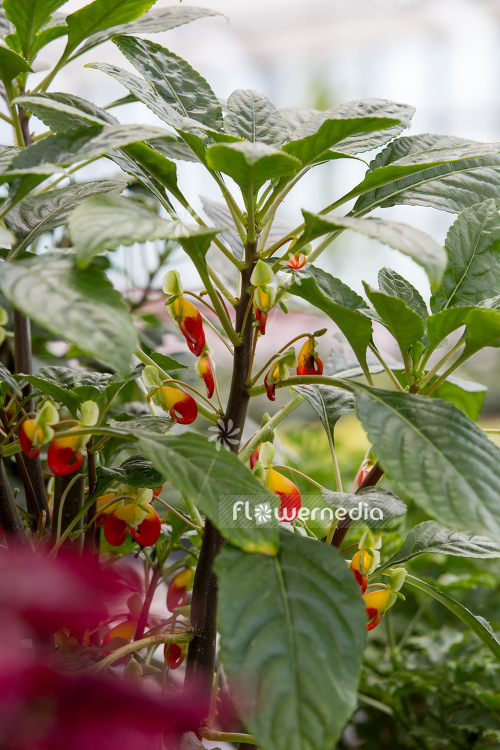 Impatiens niamniamensis - Parrot plant (111713)
