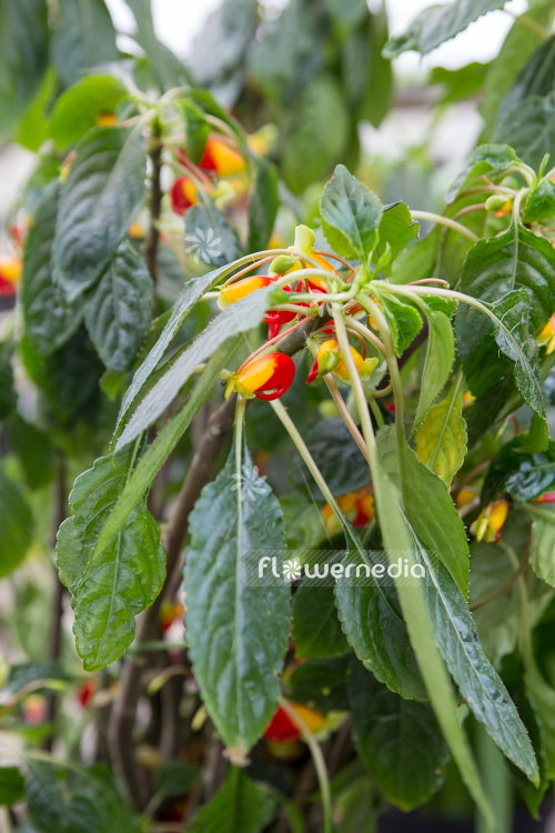 Impatiens niamniamensis - Parrot plant (111715)