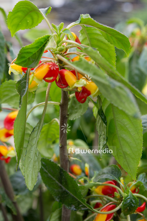 Impatiens niamniamensis - Parrot plant (111717)