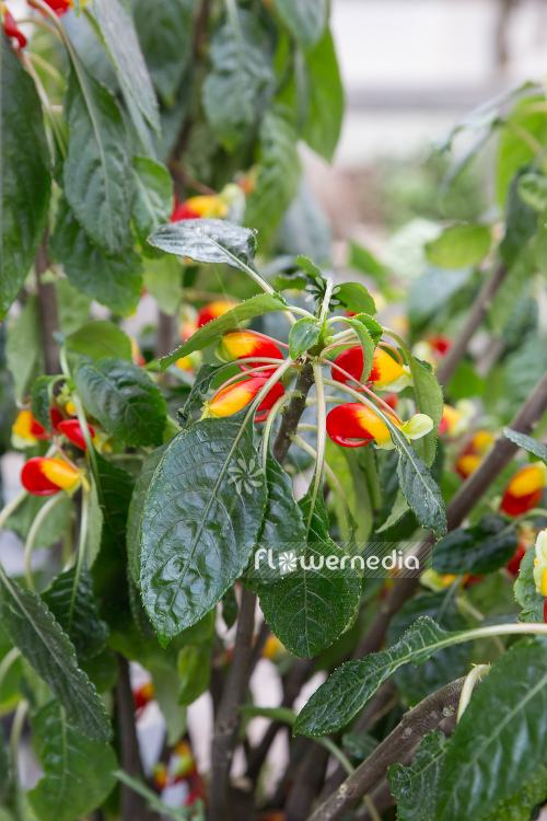 Impatiens niamniamensis - Parrot plant (111720)