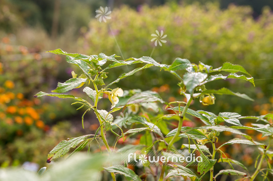 Impatiens scabrida - Balsam (110374)