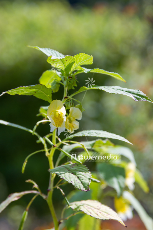 Impatiens scabrida - Balsam (110375)