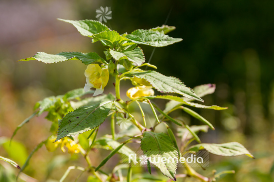 Impatiens scabrida - Balsam (110376)