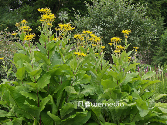Inula helenium - Horse heal (101122)