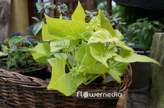 Ipomoea batatas - Sweet potato (110390)