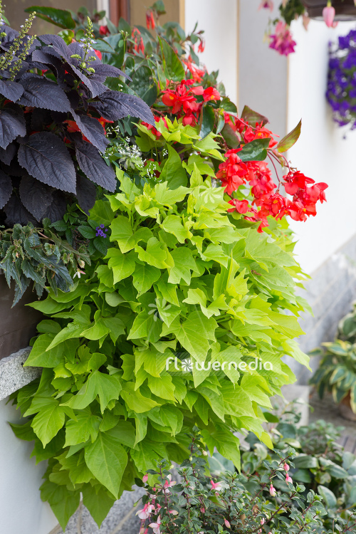 Ipomoea batatas - Sweet potato (110393)