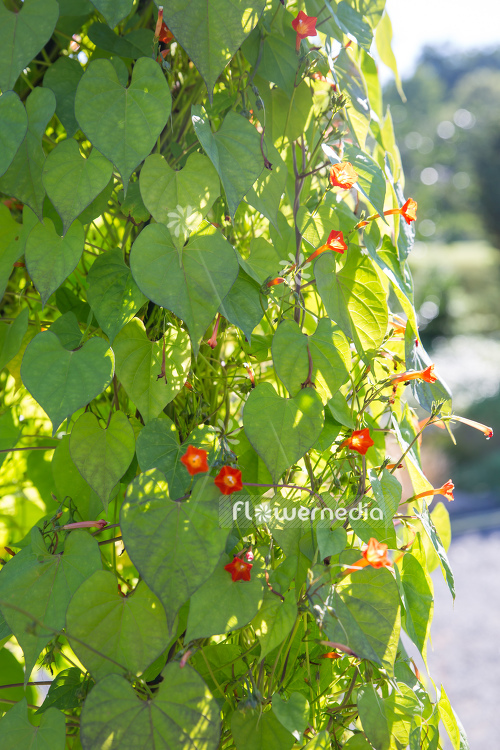 Ipomoea coccinea - Star ipomoea (110397)