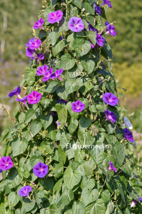 Ipomoea purpurea - Common morning glory (110417)