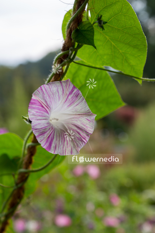 Ipomoea tricolor 'Venice Pink' - Pink-flowered mexican morning glory (110421)