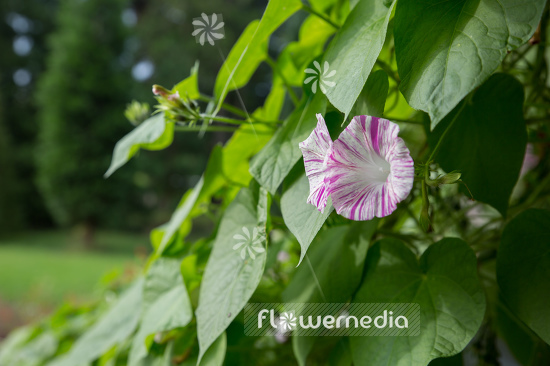 Ipomoea tricolor 'Venice Pink' - Pink-flowered mexican morning glory (110422)