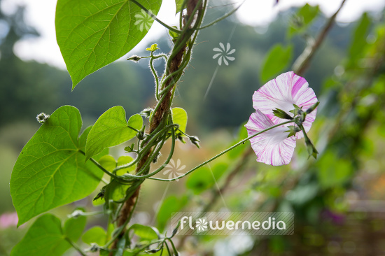 Ipomoea tricolor 'Venice Pink' - Pink-flowered mexican morning glory (110646)