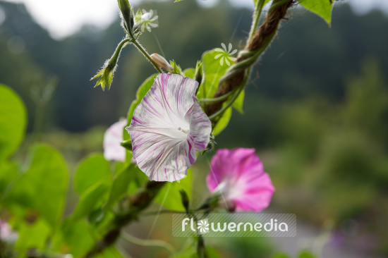 Ipomoea tricolor 'Venice Pink' - Pink-flowered mexican morning glory (110647)