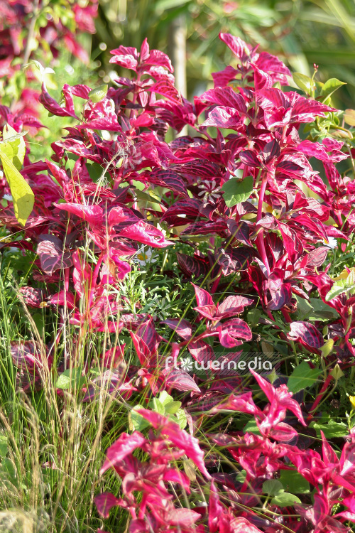 Iresine herbstii - Beef plant (103778)