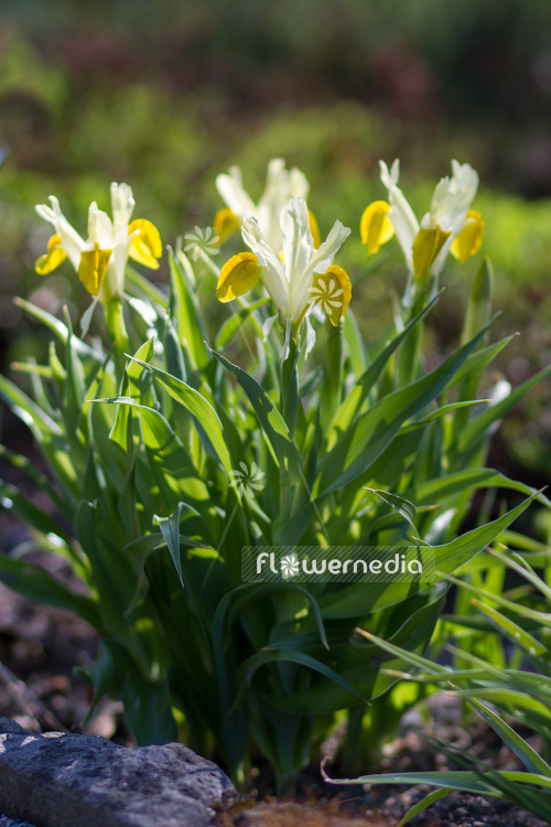 Iris bucharica - Bokhara iris (105464)