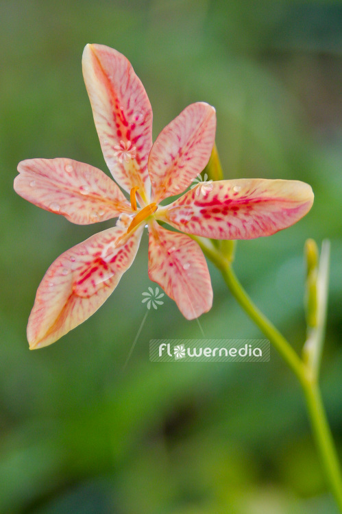 Iris domestica - Leopard lily (101138)