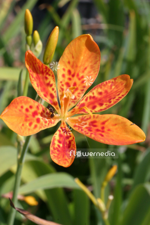 Iris domestica - Leopard lily (103781)