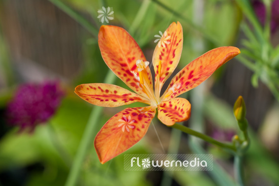 Iris domestica - Leopard lily (103784)