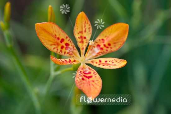Iris domestica - Leopard lily (105466)