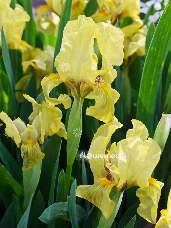 Iris 'Gleaming Gold' - Dwarf bearded iris (101139)
