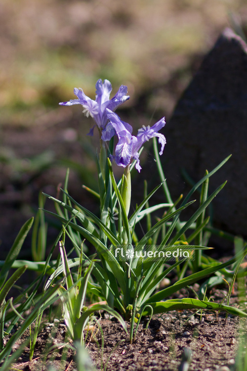 Iris graeberiana - Iris (103785)