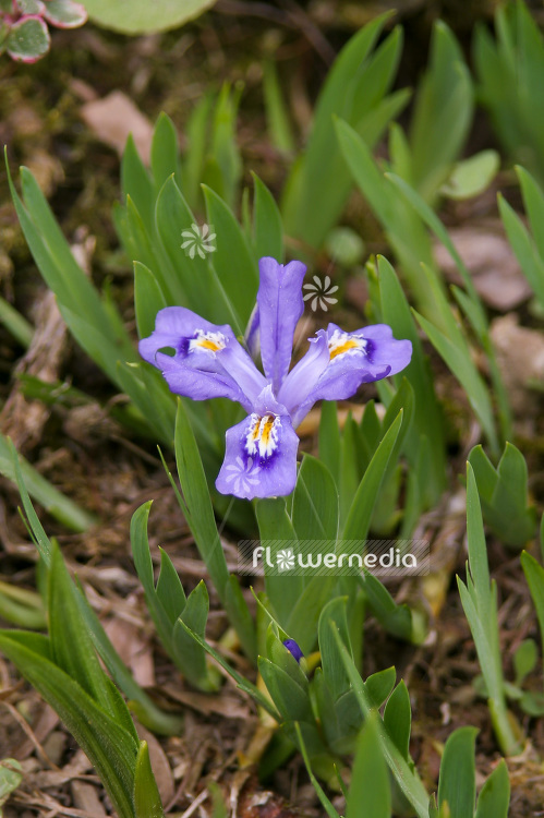 Iris lacustris - Dwarf lake iris (101140)