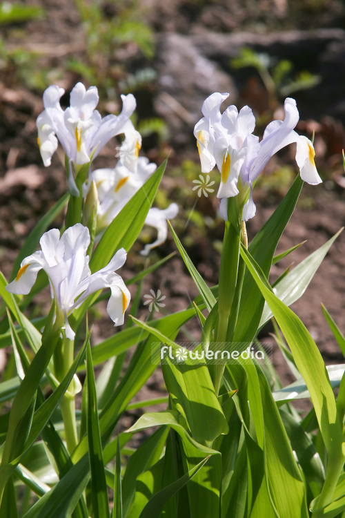 Iris magnifica - Magnificent iris (103786)