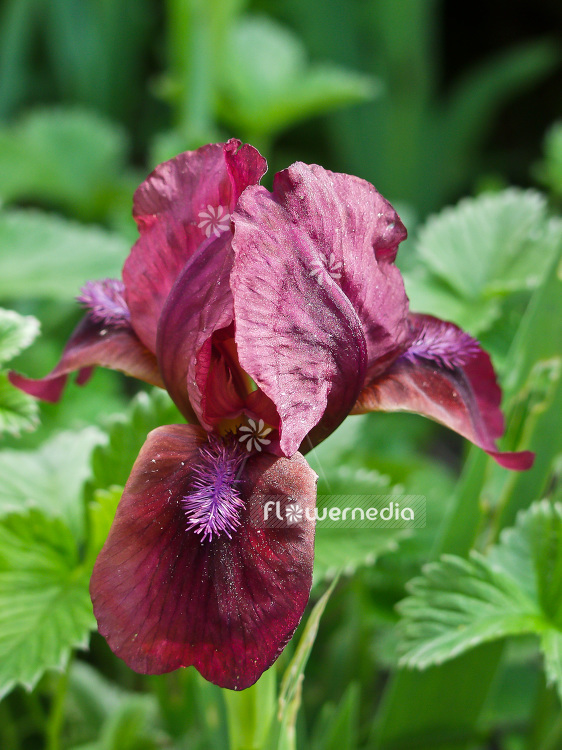 Iris 'Pastel Charme' - Dwarf bearded iris (101141)