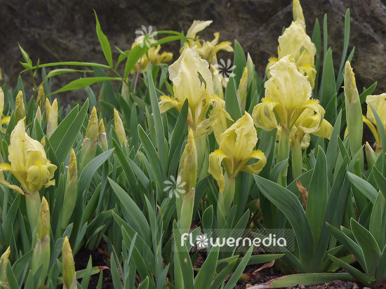 Iris reichenbachii - Reichenbach's iris (101142)