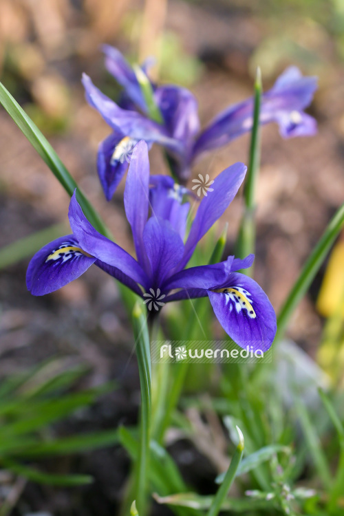 Iris reticulata - Early bulbous iris (103787)