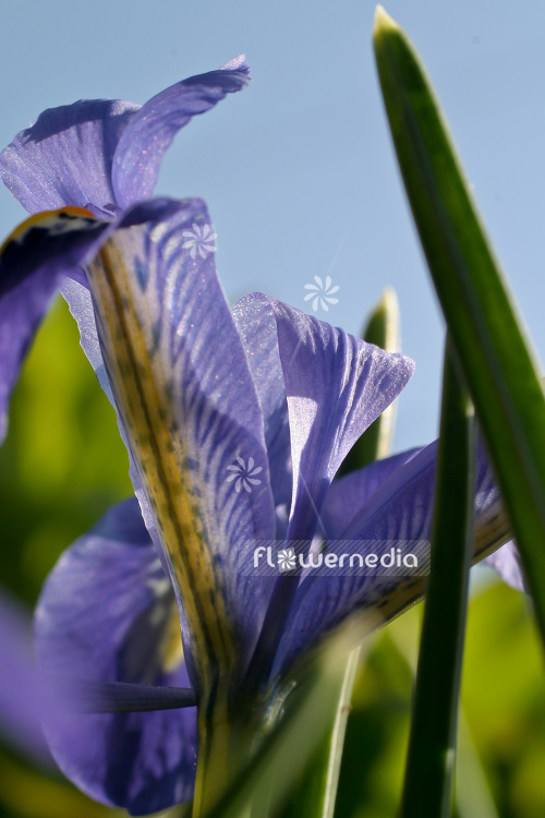 Iris reticulata - Early bulbous iris (103788)