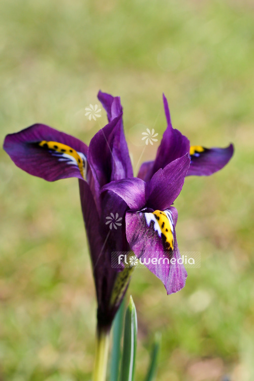 Iris reticulata - Early bulbous iris (103789)