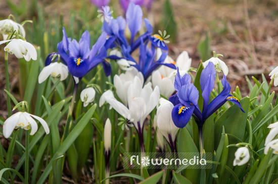 Iris reticulata - Early bulbous iris (103790)