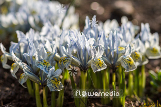 Iris reticulata 'Katherine Hodgkin' - Early bulbous iris (103792)