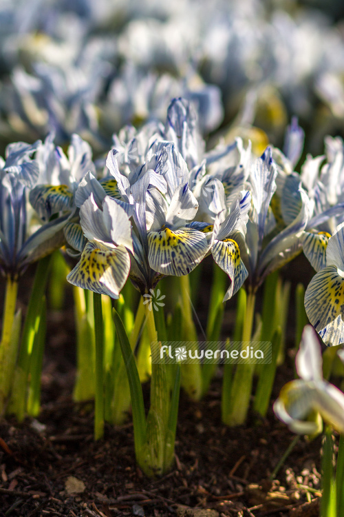 Iris reticulata 'Katherine Hodgkin' - Early bulbous iris (105468)