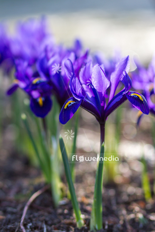 Iris reticulata 'Violet Beauty' - Early bulbous iris (105470)