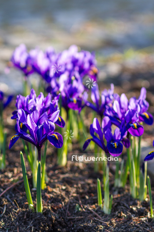 Iris reticulata 'Violet Beauty' - Early bulbous iris (105471)