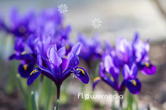 Iris reticulata 'Violet Beauty' - Early bulbous iris (105472)