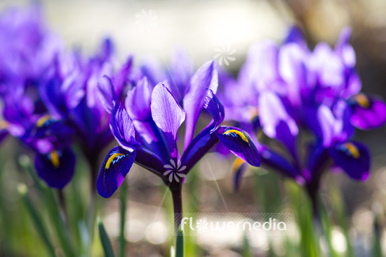 Iris reticulata 'Violet Beauty' - Early bulbous iris (105473)