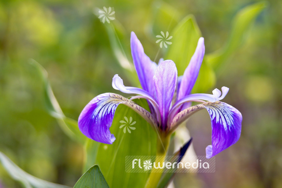 Iris versicolor - Blue flag (105474)