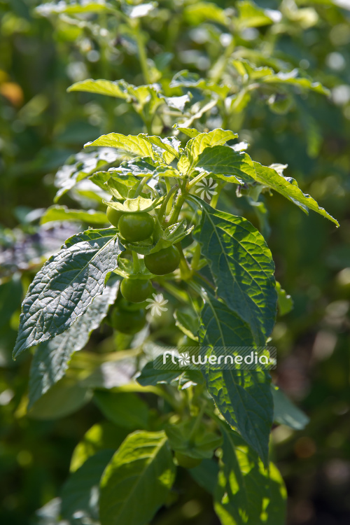 Jaltomata procumbens - Creeping false holly (105475)