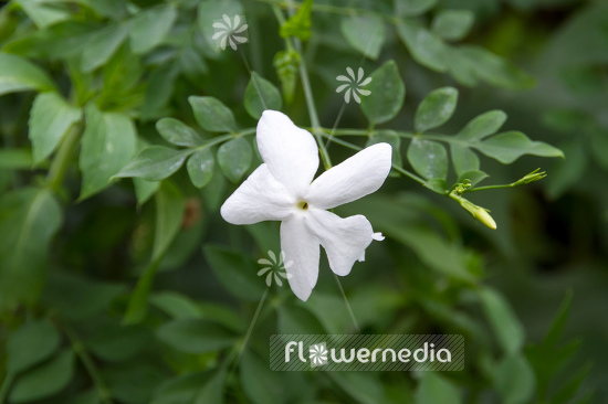 Jasminum grandiflorum - Jasmine (110802)