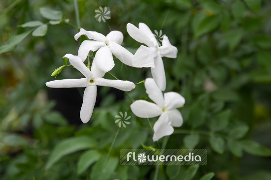 Jasminum grandiflorum - Jasmine (110803)