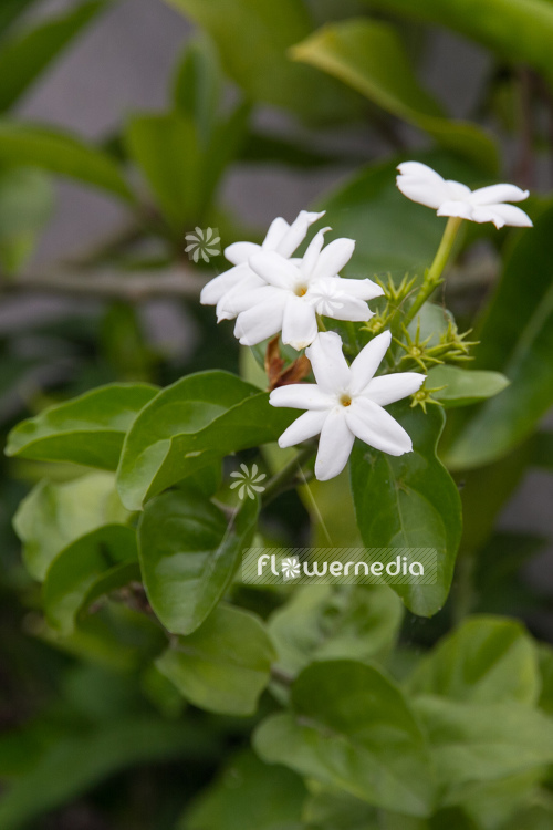 Jasminum sambac - Arabian Jasmine (110806)