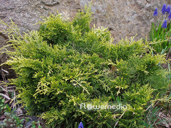 Juniperus x media 'Golden Saucer' - Juniper (101148)