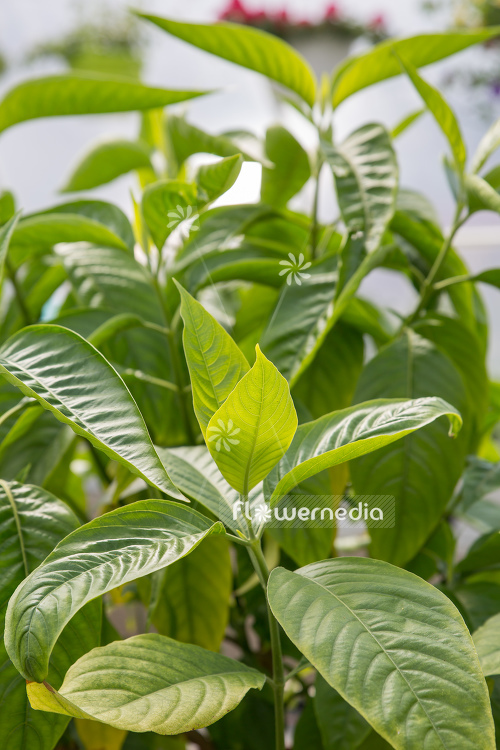 Justicia adhatoda - Adhatoda (108003)