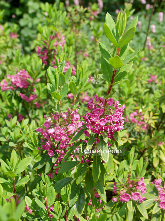 Kalmia angustifolia 'Rubra' - Sheep laurel (101150)