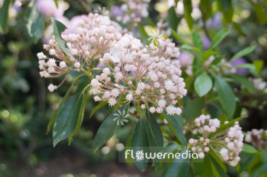 Kalmia latifolia - Mountain laurel (103799)