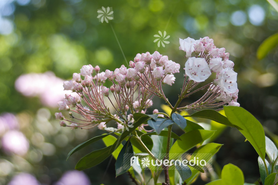 Kalmia latifolia - Mountain laurel (105481)