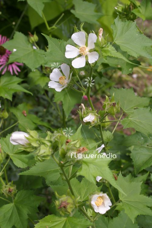 Kitaibelia vitifolia - Vine-leaved kitaibelia (103802)