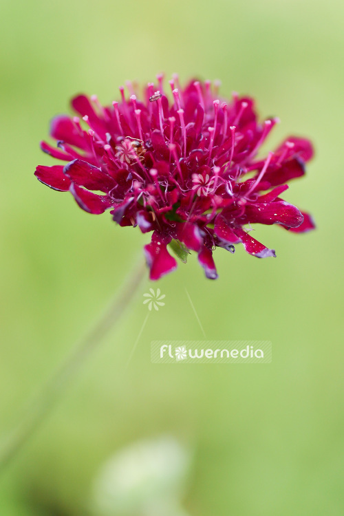 Knautia macedonica - Macedonian scabious (103804)